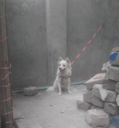 Female Russian dog