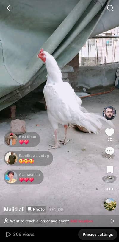 granted withe breed 2 murgiya 1 Murga 7 bachy paper withe