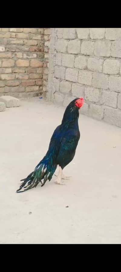 lasani murga for sale