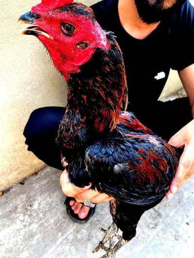 pokoya male