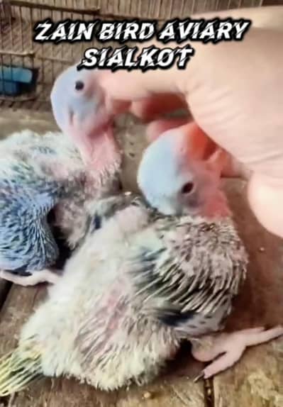 raw chicks available full active and healthy location Sialkot hajipura
