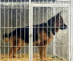 dogs for stud only triple coat male dog