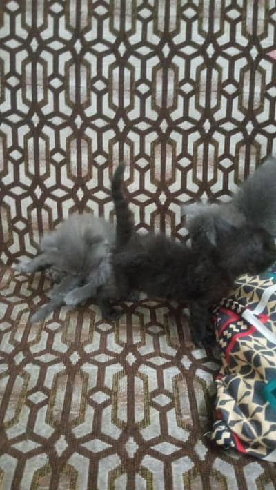 Persian Kittens