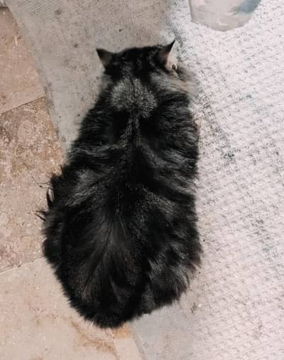 persian male cat