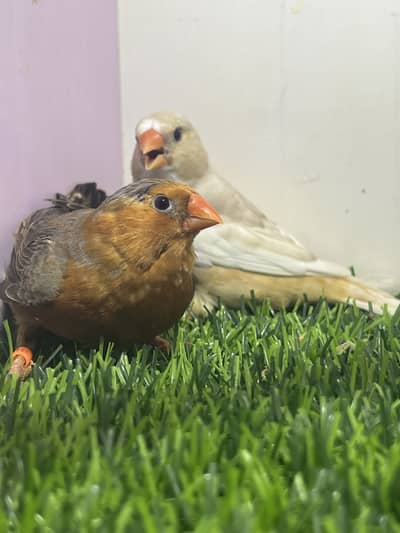 Finches Orange Muration