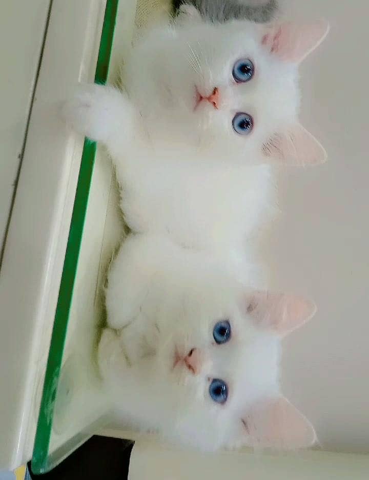 kitten 0