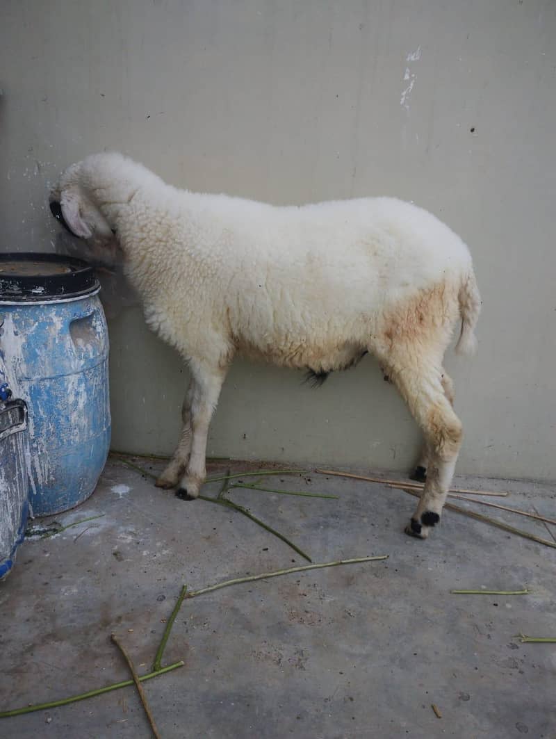 Dumba 1