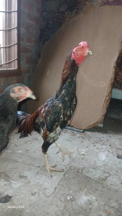 aseel mianwali  pair breeder  healthy & active
