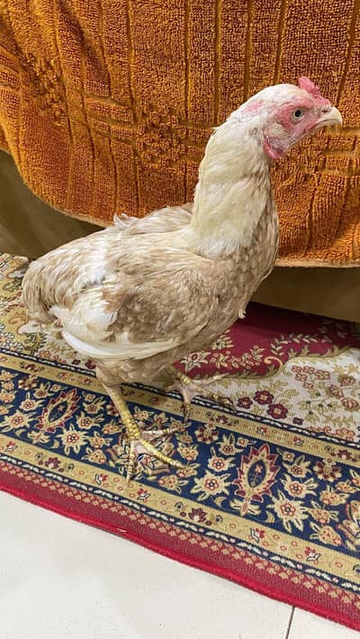 chicks or murghi