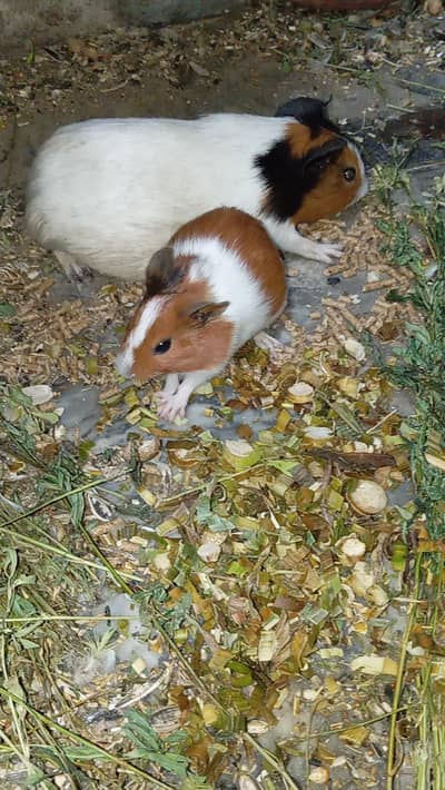 guinea pig