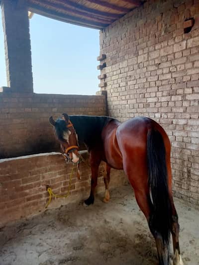 desi horse for. sale