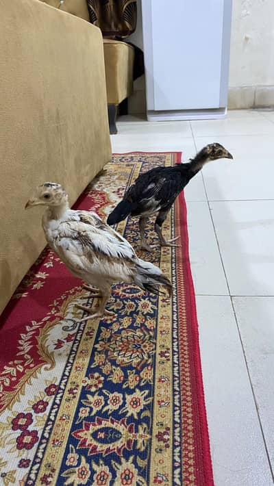 murghi bacho ka sath