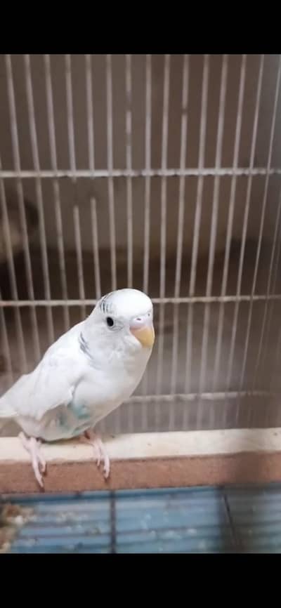 4 piece pied Budgie's parrots for sale