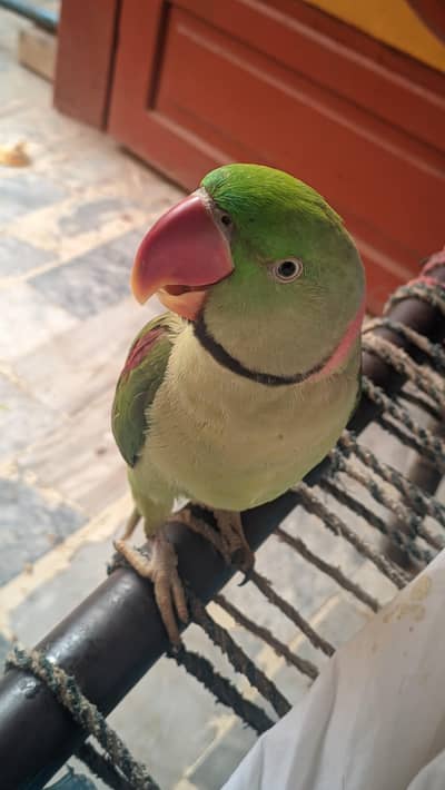 Raw Parrot  Totally Trained Full talking and tamed