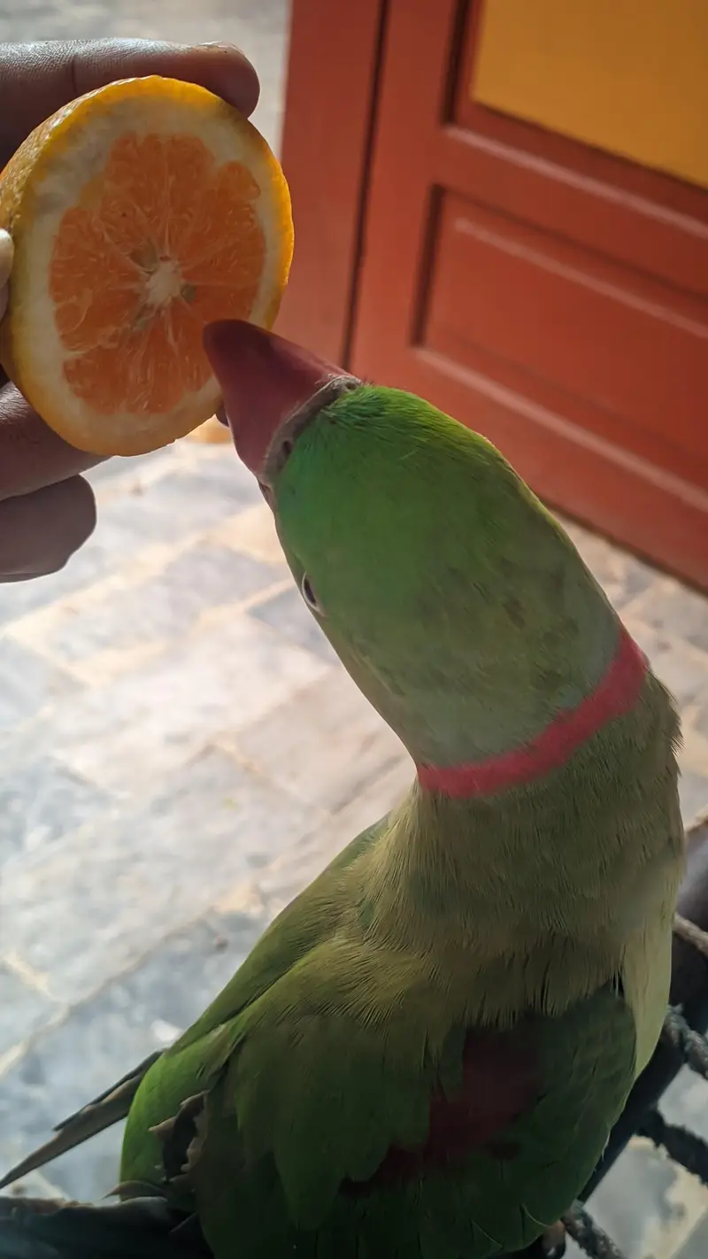 Raw Parrot  Totally Trained Full talking and tamed — photo 2