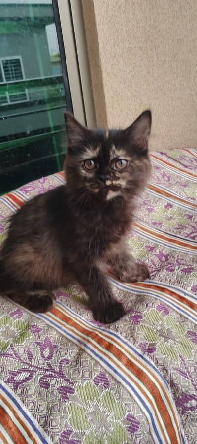 Persian kittens tripple coated available for sale
