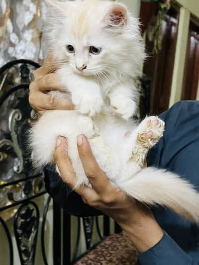 parsion kitten triple code punch face
