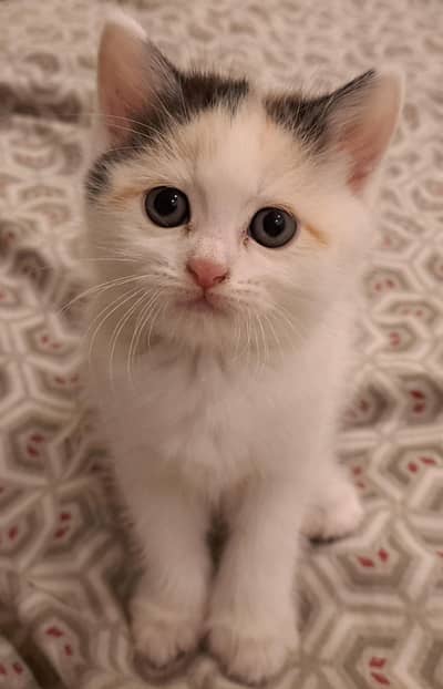 Cute Triple-Coated Kitten for Sale