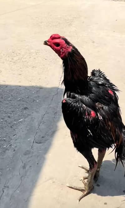 thai pkoya breed