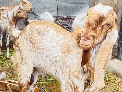 Birder bakra ( Maki Chini ) good gaot for goat farmer