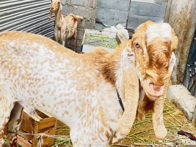 Birder bakra ( Maki Chini ) good gaot for goat farmer