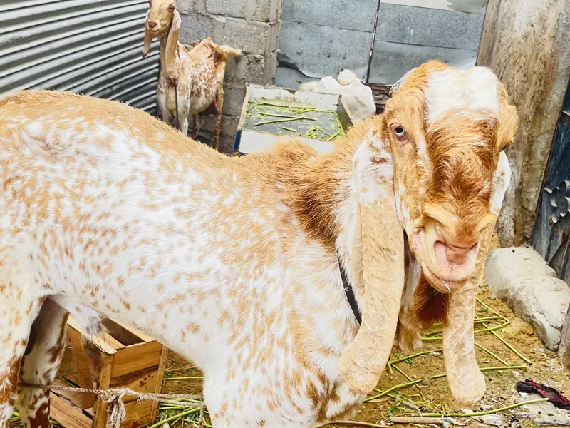 Birder bakra ( Maki Chini ) good gaot for goat farmer — photo 2