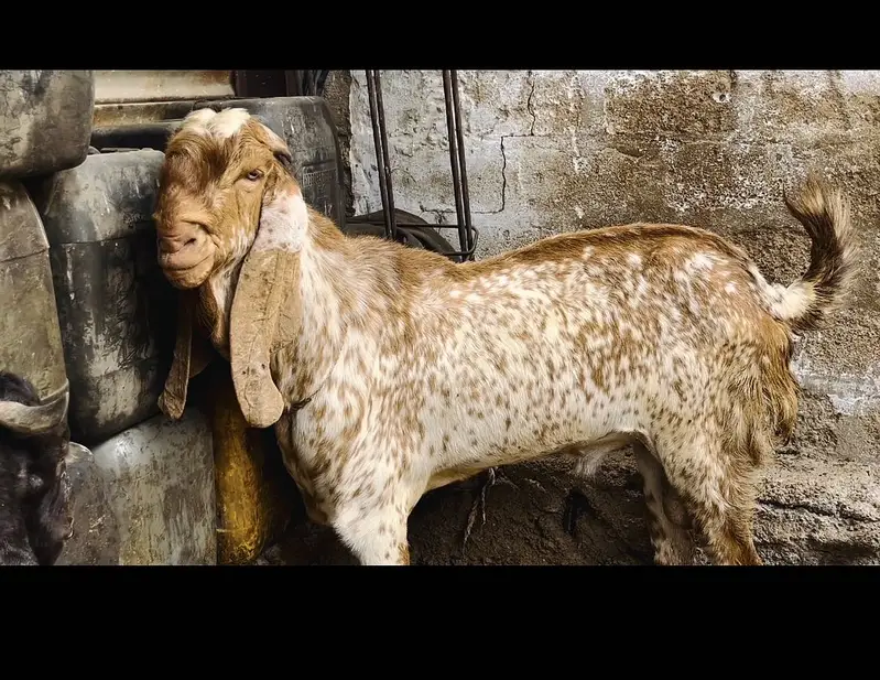 Birder bakra ( Maki Chini ) good gaot for goat farmer — photo 4