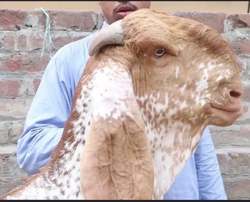 Birder bakra ( Maki Chini ) good gaot for goat farmer — photo 5