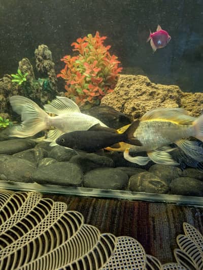 Koi fish 6 Inch