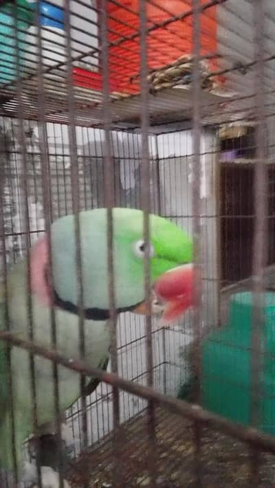 Raw parrots