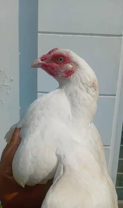 Aseel Hen For sale