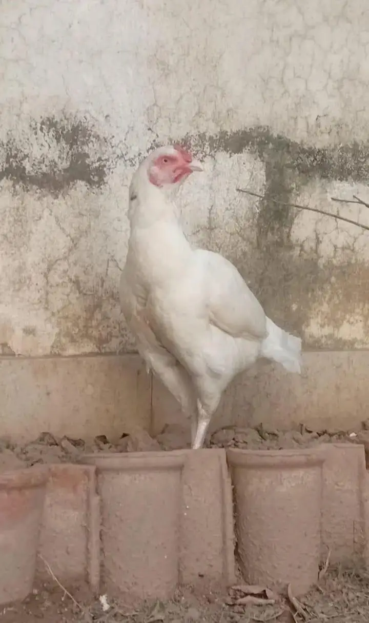 Aseel Hen For sale — photo 3