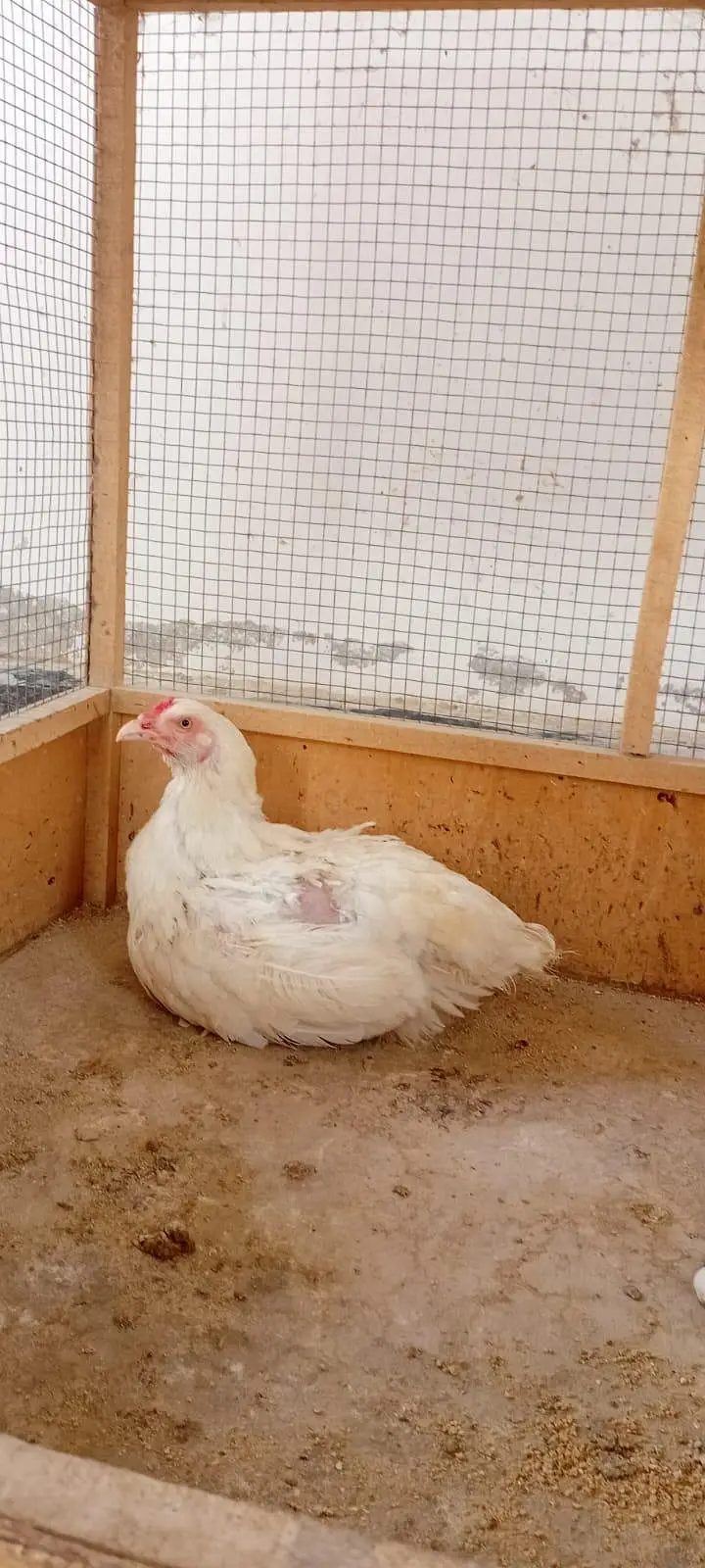Aseel Hen For sale — photo 4