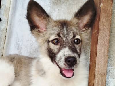 German Spitz Puppy Dog 3 months