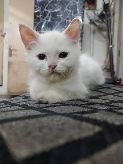 White male kitten