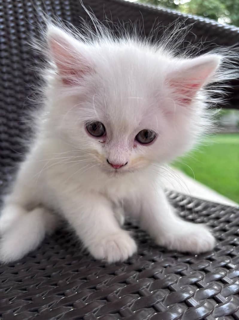 cat  0