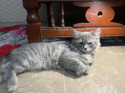 male and female for sale.