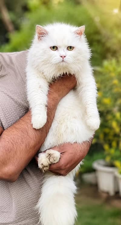 Snow White Persian Cat | Healthy | Very Fluffy | Urgent Sale