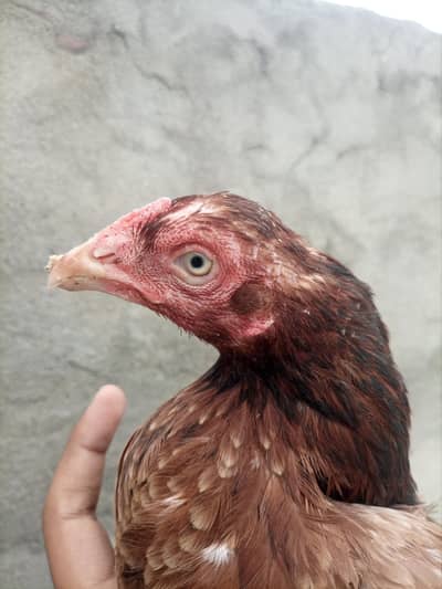 best quality birds