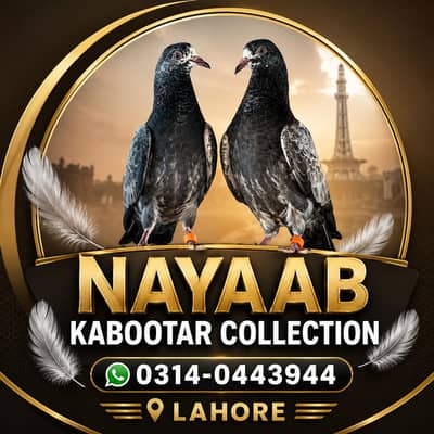 Teddy Golden Kamangar Dub Walay Parwazi Kabotar
