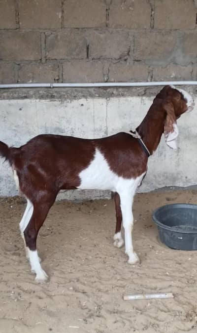 Kamori Gulabi Cross bakri doodh 1kg daily