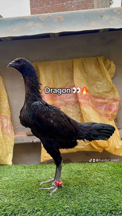 Dragon Female 03204325538