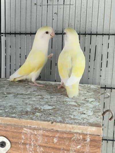 Lovebirds Complete Setup