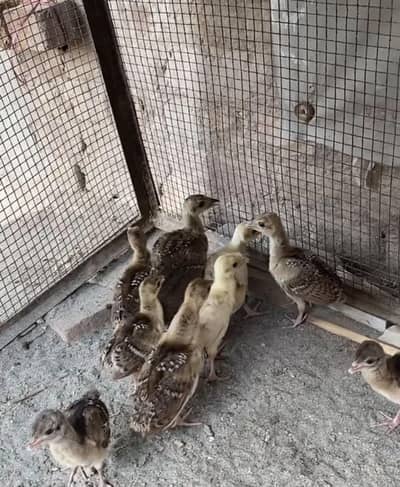Peacock Chicks