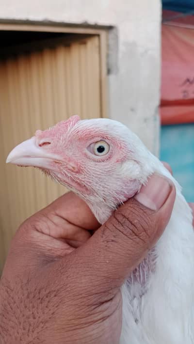 Quality Aseel birds Available in Different prices. .