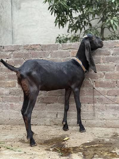 Beetal Bakri