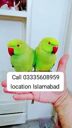 Single 6000 Hand Tamed Friendly Green Ring Neck Parrots Male/Female