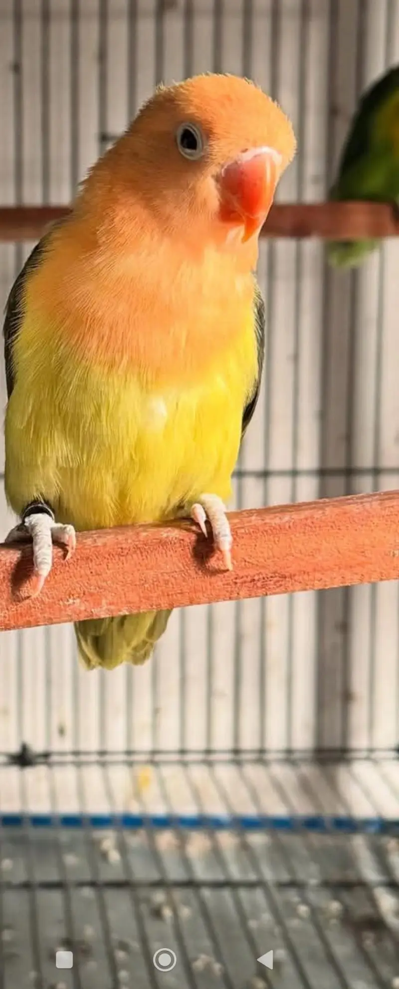 love birds