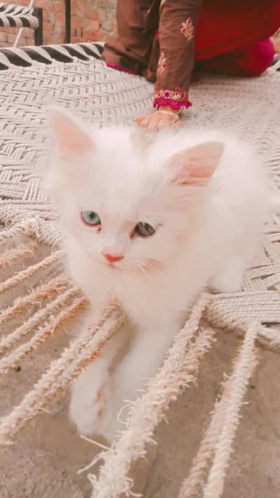 Two Persian male kittens