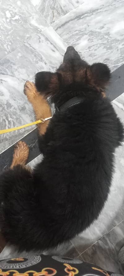 German shepherd vom k9
